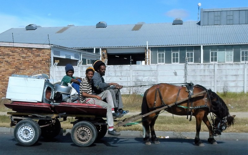 Putting The Horse Before The Cart GroundUp
